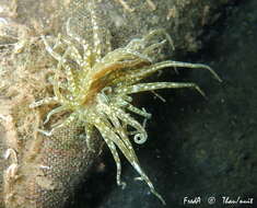 Image of grass crack anemone