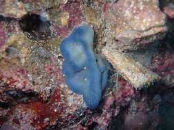 Image of flesh sponge