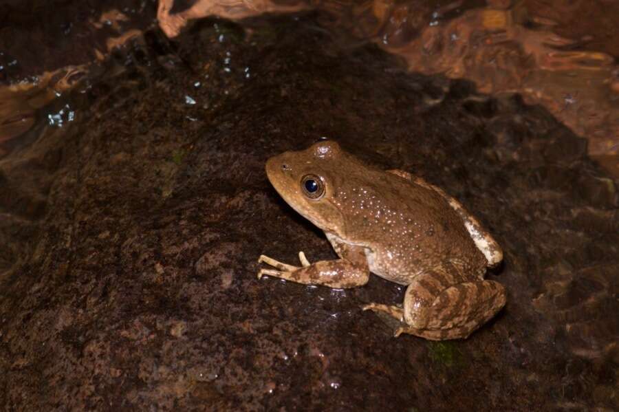 Image of Tarahumara Frog