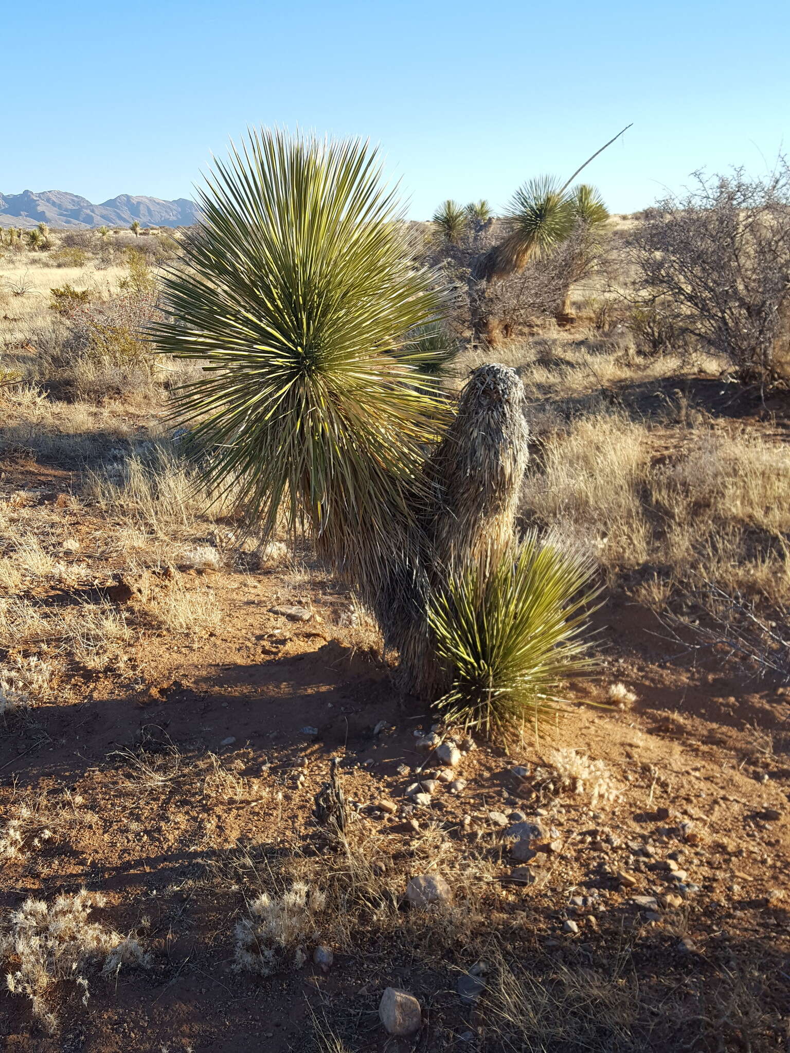 Image of Yucca elata var. elata