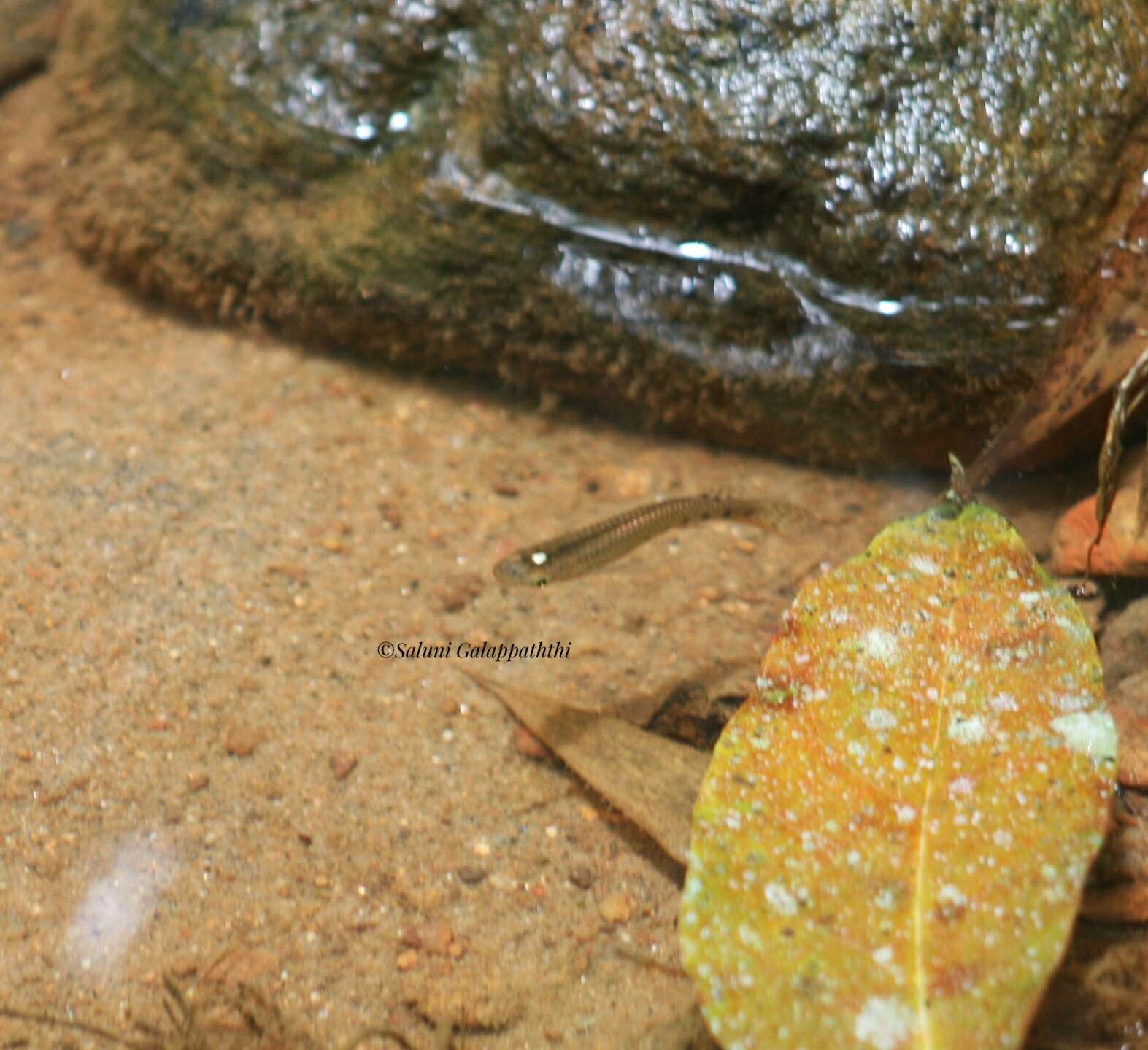 Image of Ceylon killifish