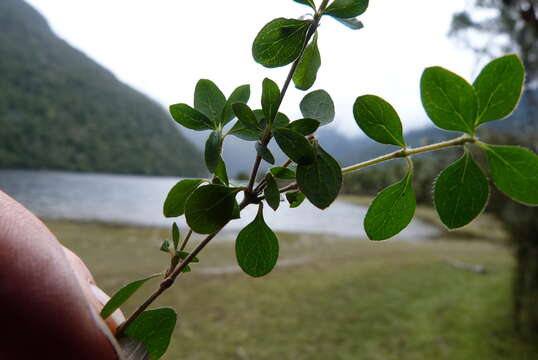 Image of Coprosma ciliata Hook. fil.