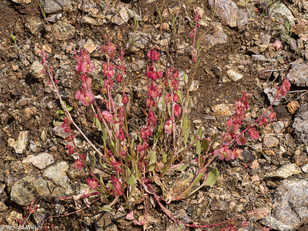 Rumex cyprius Murb. resmi