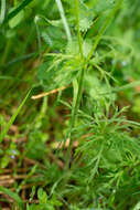 Image of Ranunculus polyanthemos L.