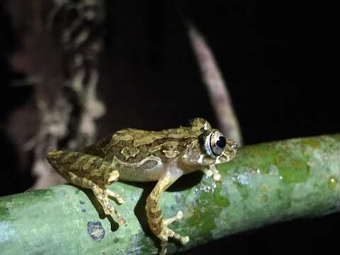 Image of Rio Verde Snouted Treefrog