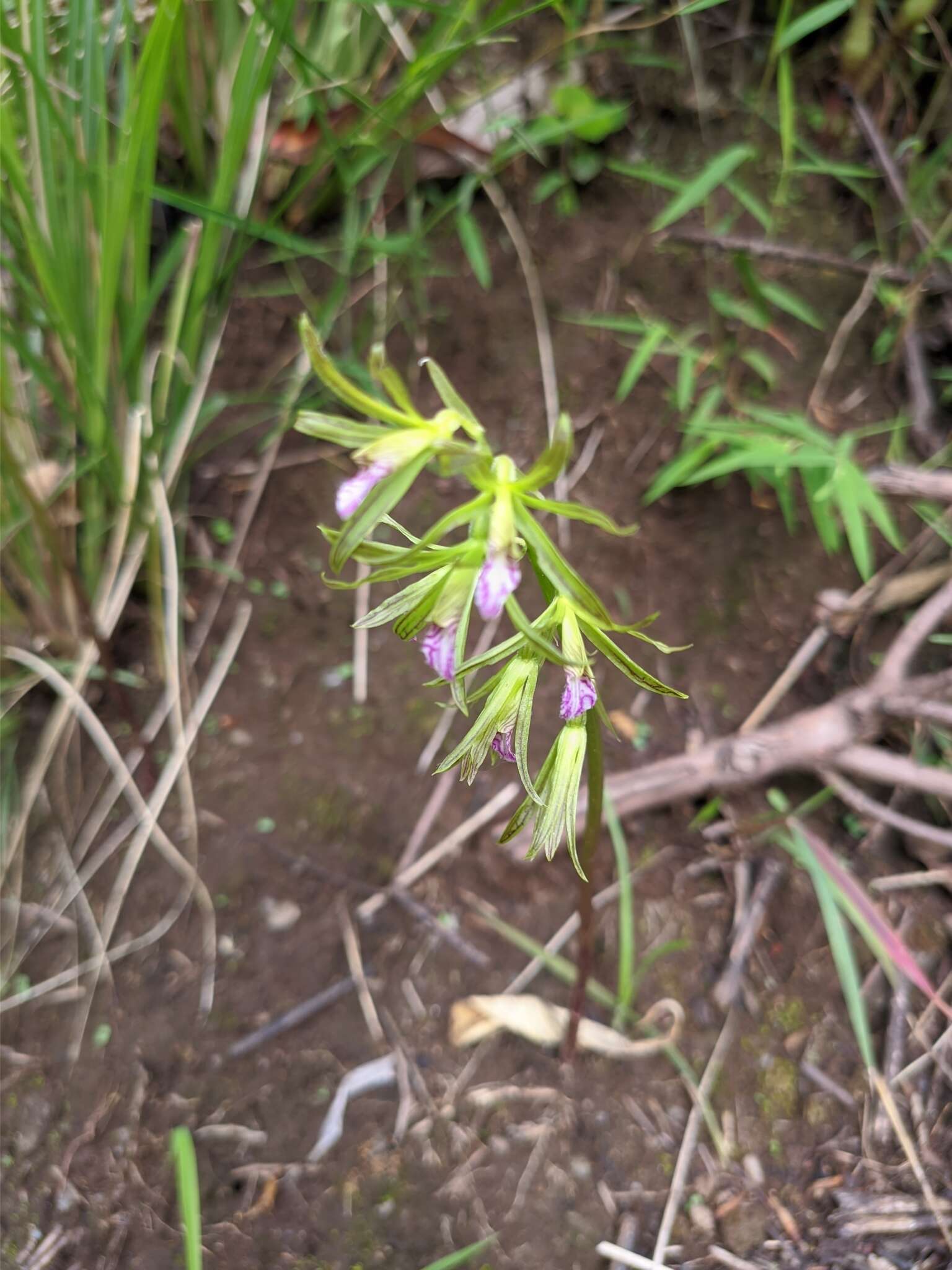 Image of Tall shield orchid