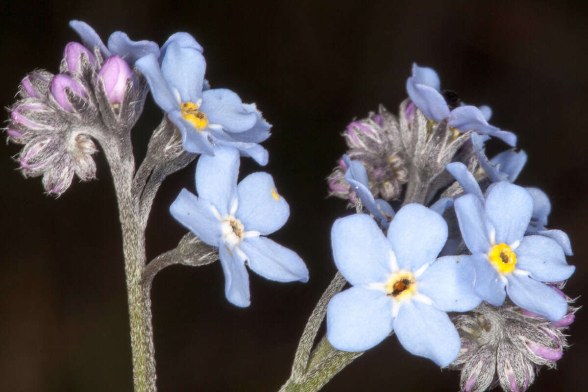 Image of Alpine forget-me-not