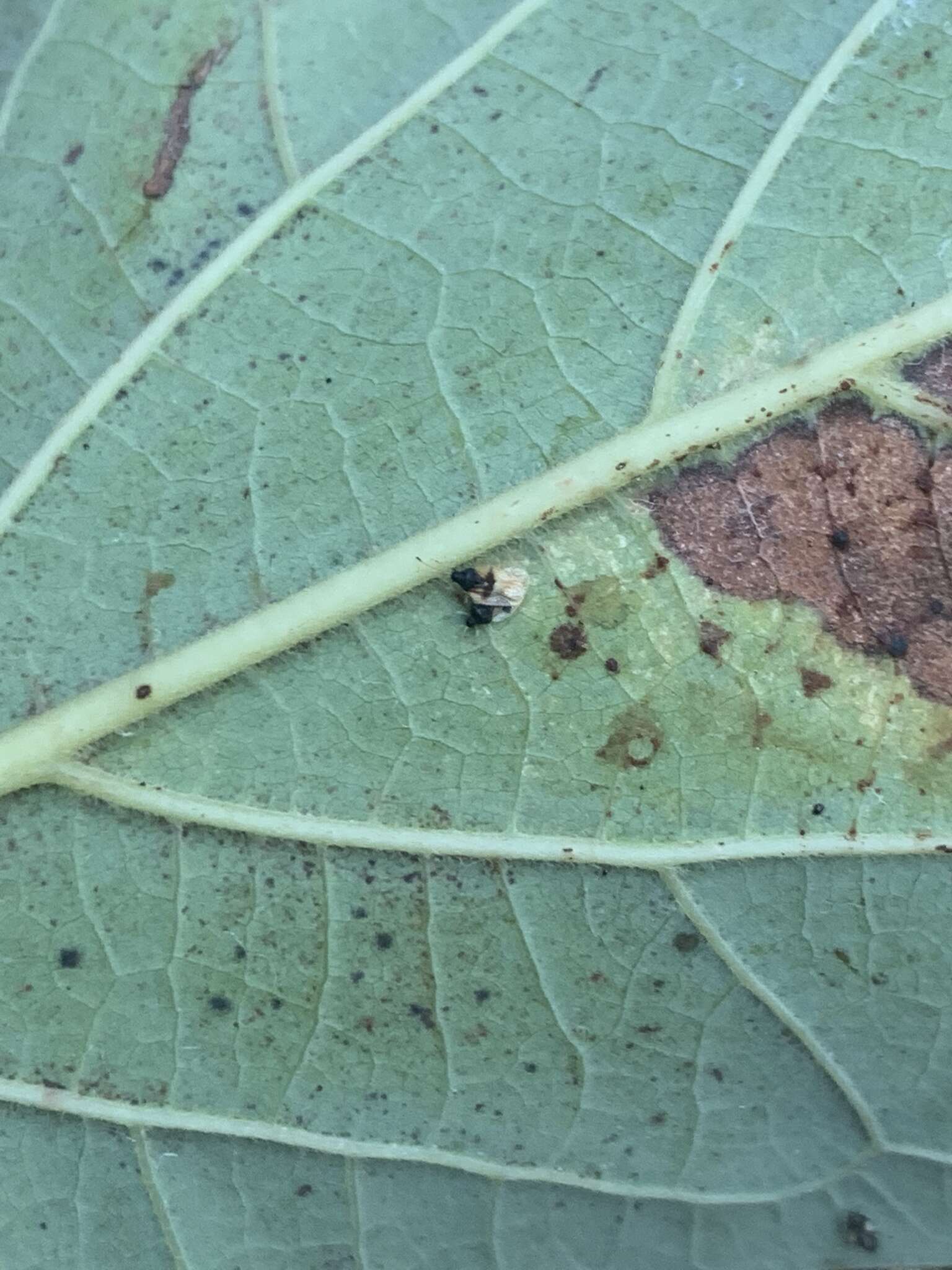 Image of Avocado lace bug