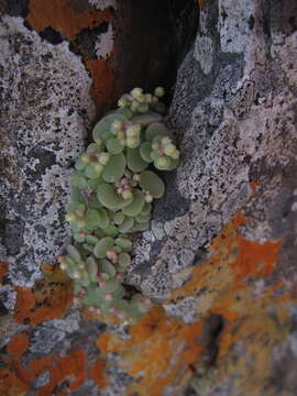 Image of Crassula nemorosa (Eckl. & Zeyh.) Endl. ex Walp.