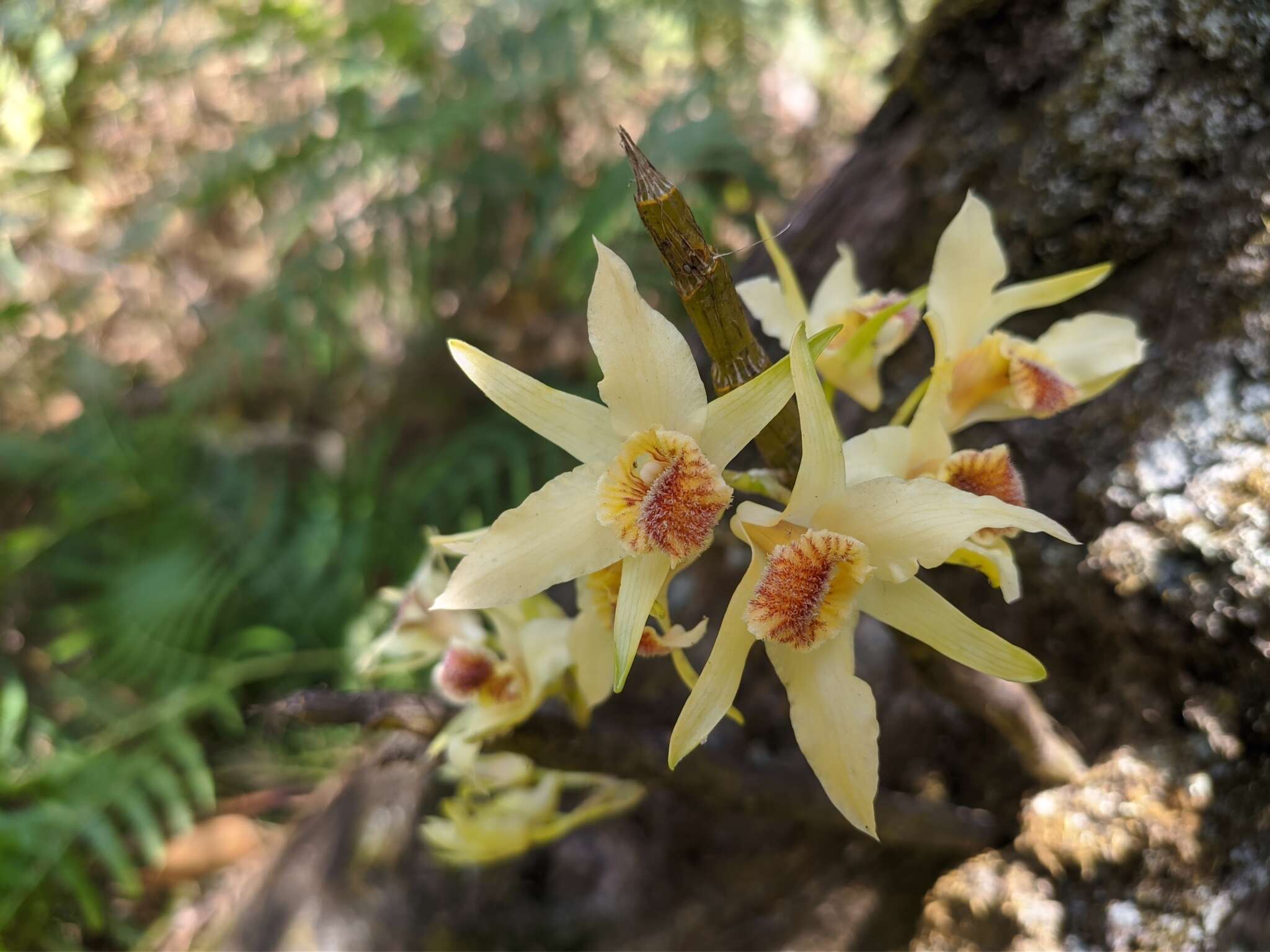 صورة Dendrobium heterocarpum Wall. ex Lindl.