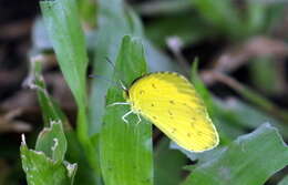 Слика од Eurema alitha (Felder & Felder 1862)