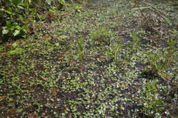 Слика од Eichhornia diversifolia (Vahl) Urb.