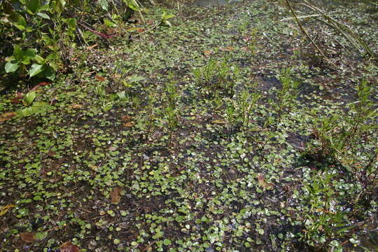 Image of Variable-Leaf Water-Hyacinth