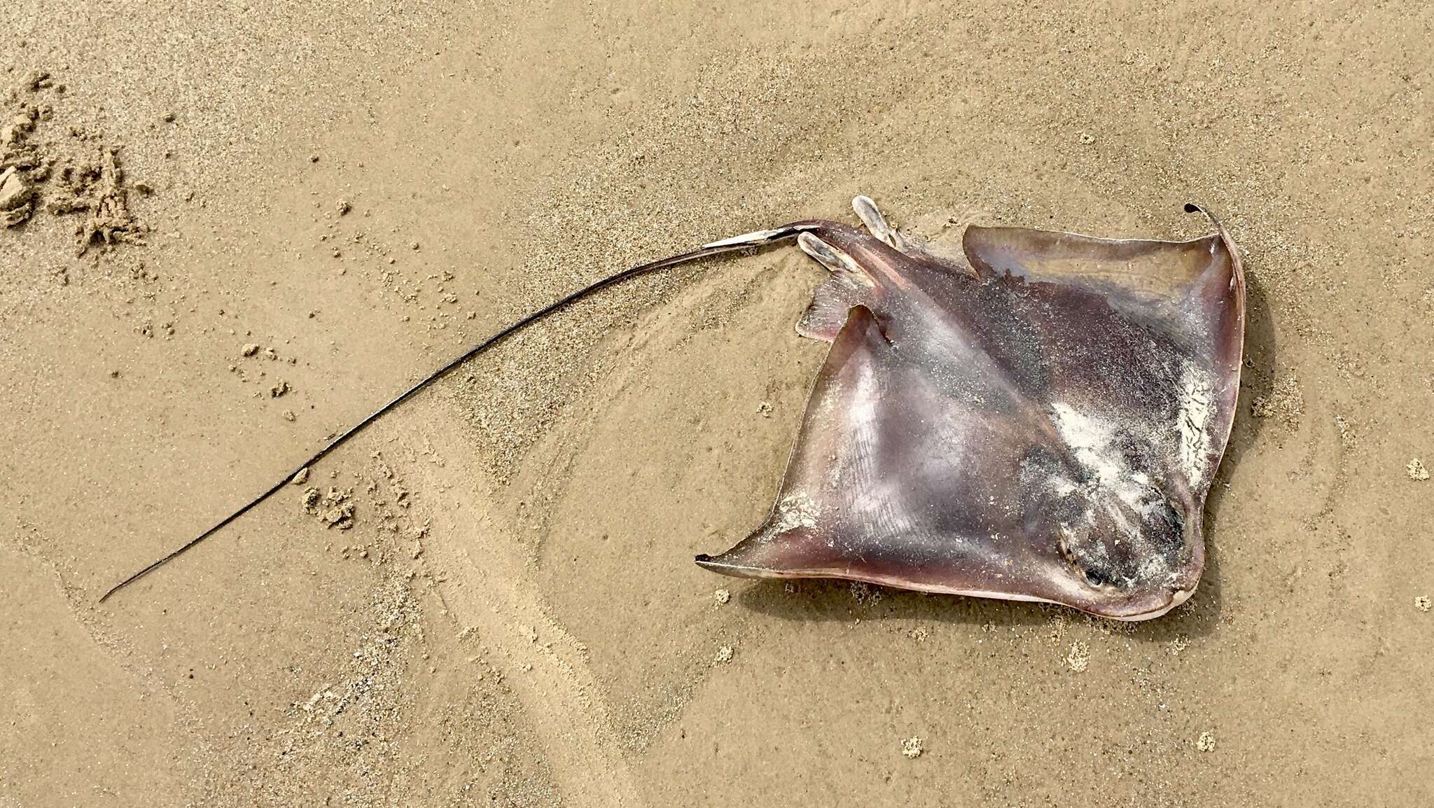 Image of Southern Eagle Ray