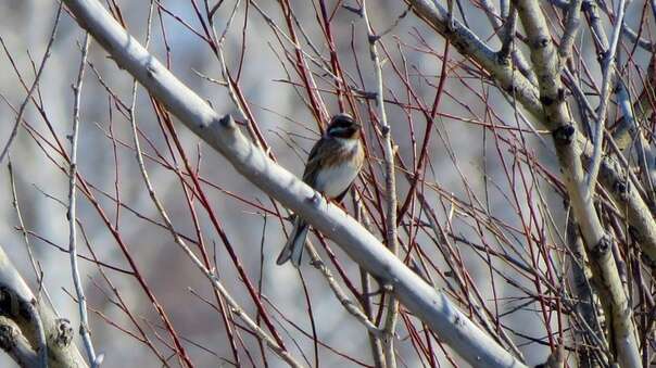 صورة Emberiza leucocephalos Gmelin & SG 1771