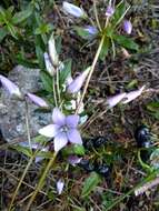 Image of Gentianella rapunculoides (Willd. ex Schultes) J. S. Pringle