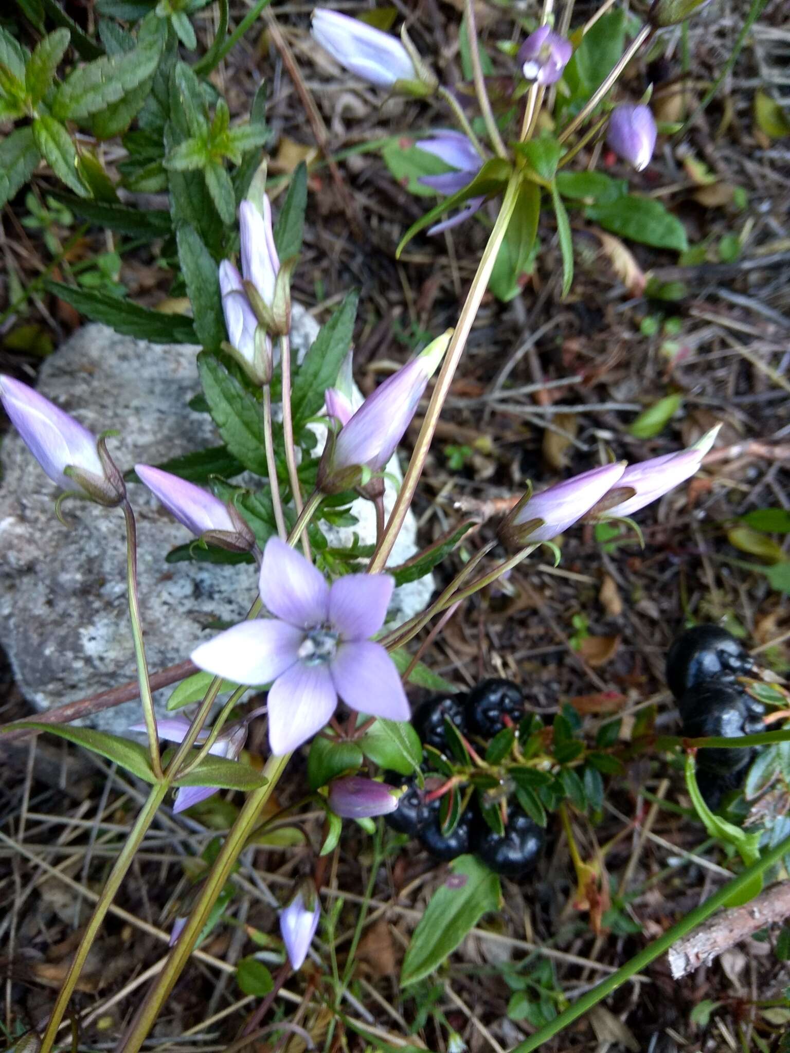 Image of Gentianella rapunculoides (Willd. ex Schultes) J. S. Pringle