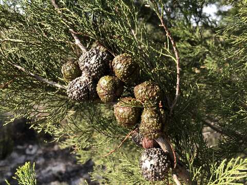 Plancia ëd Callitris verrucosa (A. Cunn. ex Endl.) F. Muell.