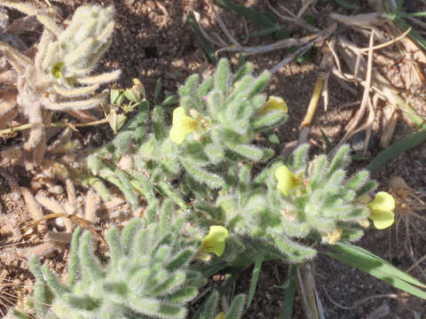 Image of Southern Bugle