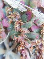 Euphorbia dioeca Kunth resmi