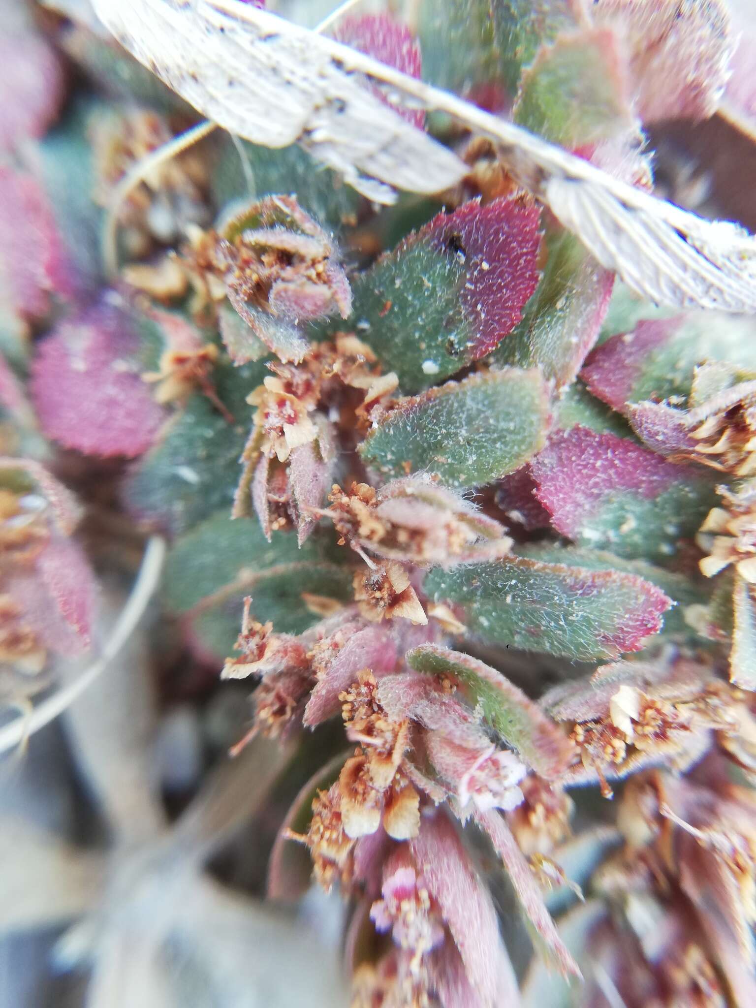 Euphorbia dioeca Kunth resmi