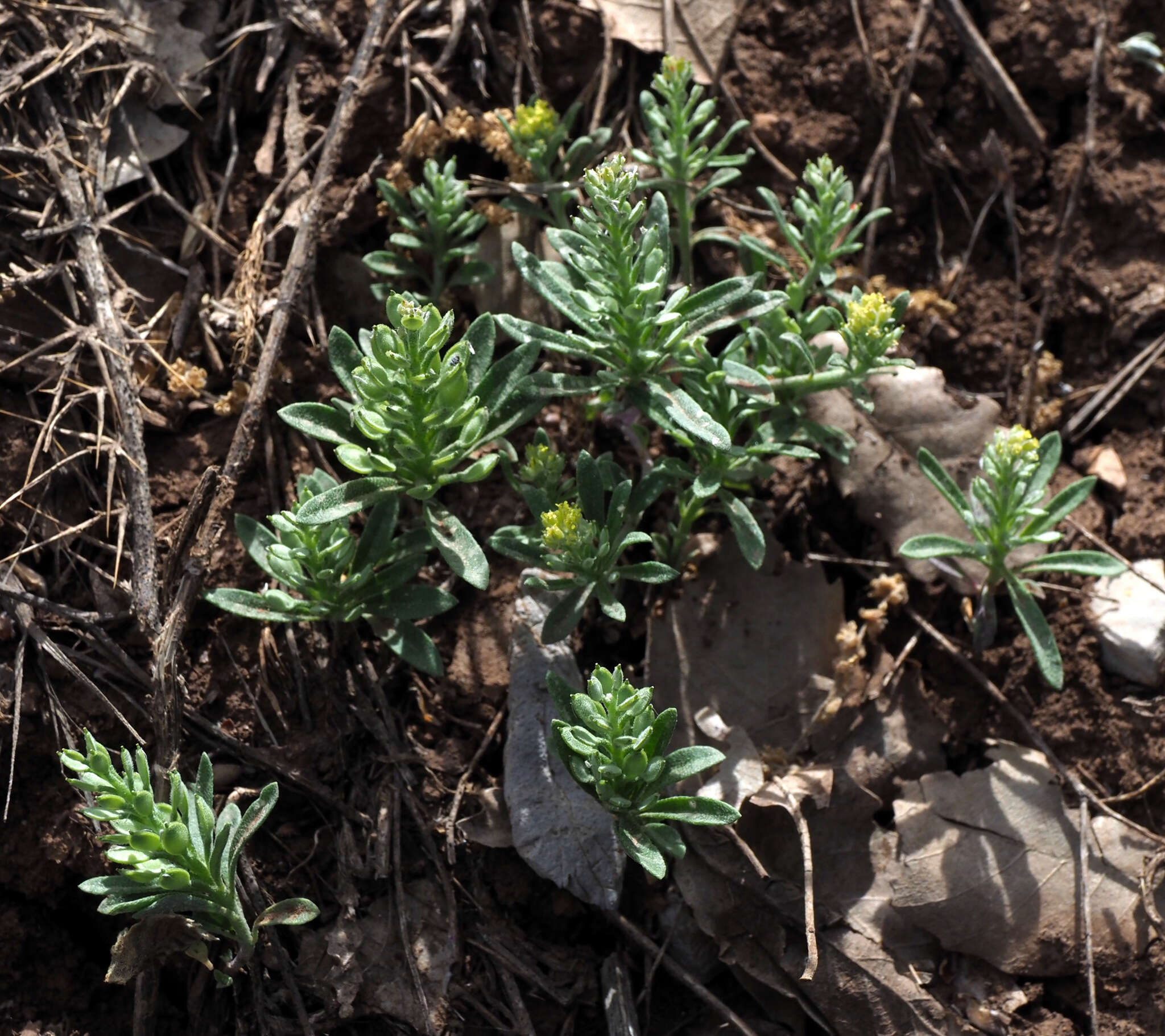 Sivun Alyssum szovitsianum Fisch. & C. A. Mey. kuva