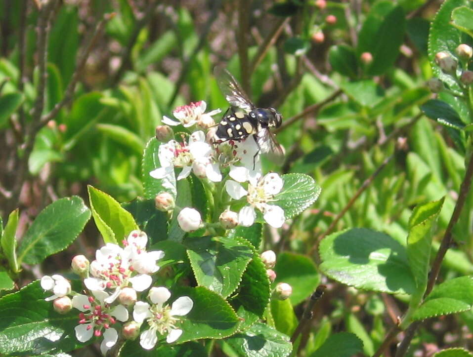 صورة Sericomyia lata (Cqouillett 1907)