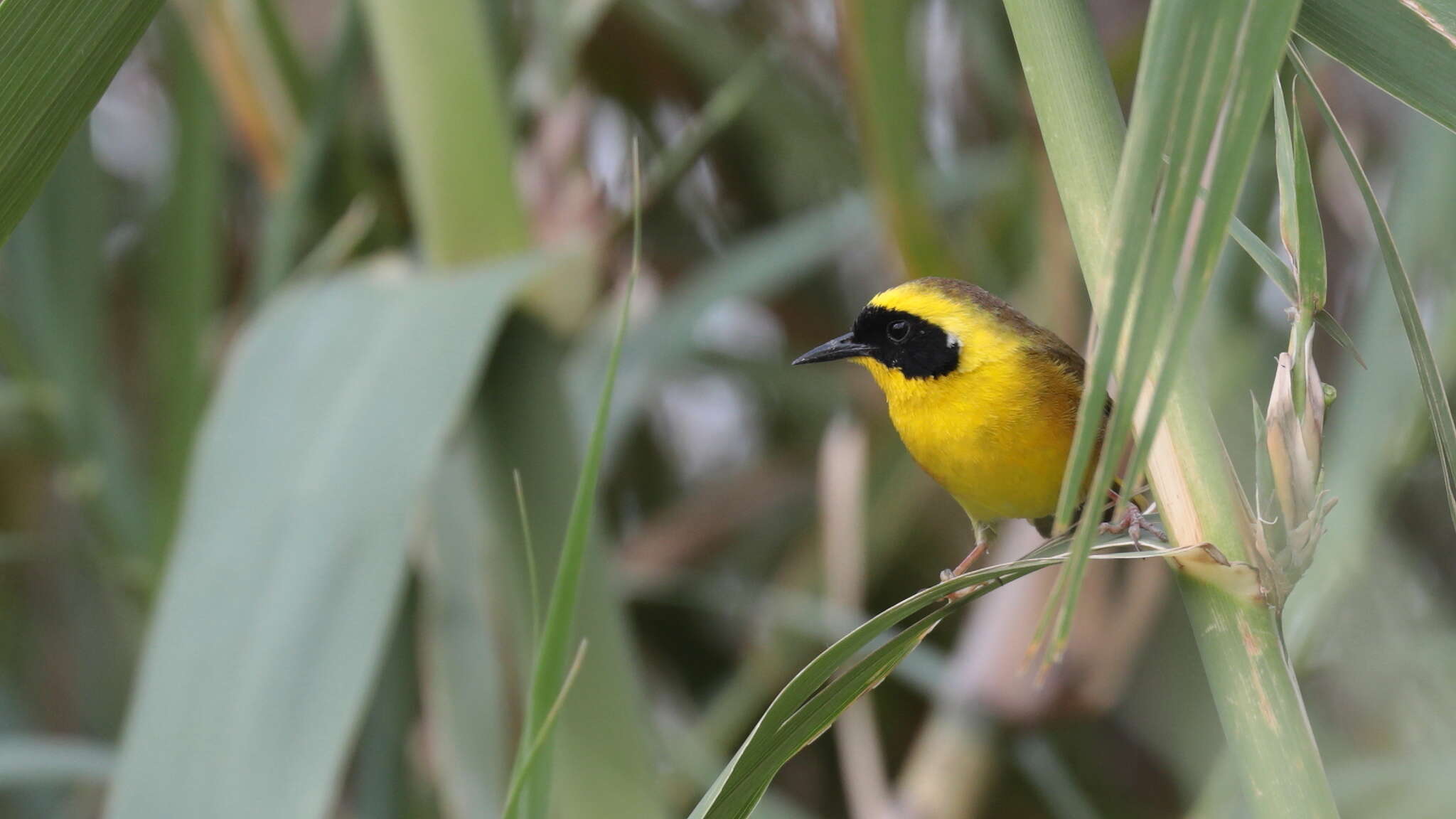 Image de Paruline à couronne jaune