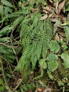 Image of Asplenium prolongatum Hook.