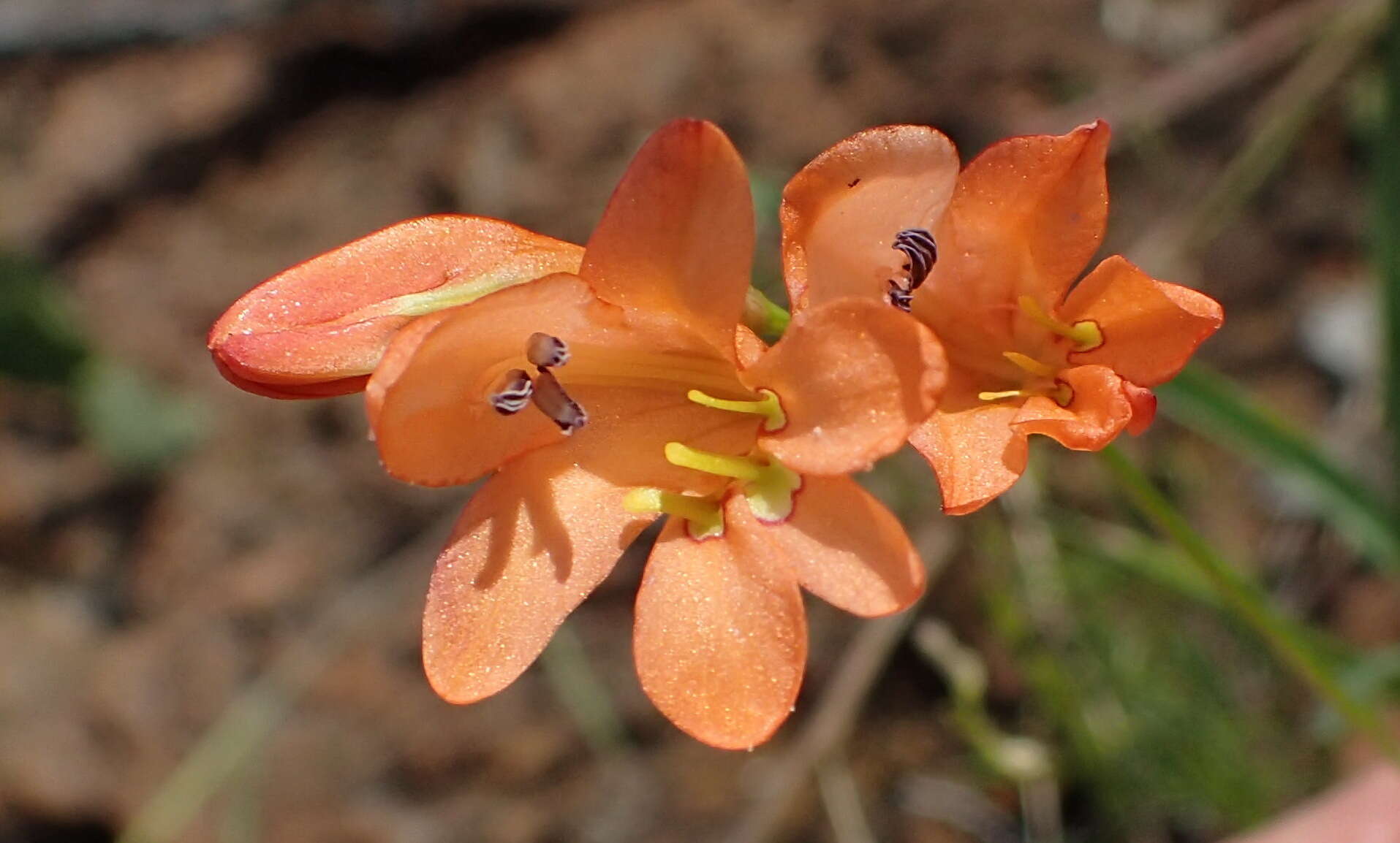 Image of Tritonia nelsonii Baker