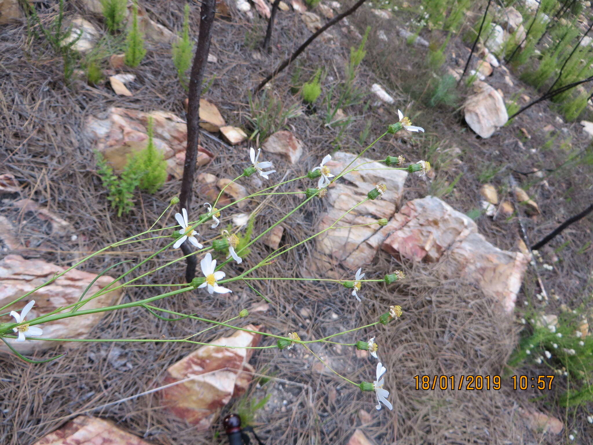 Image of Phymaspermum leptophyllum (DC.) Benth. & Hook. fil.