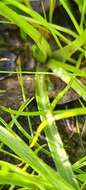 Image of Hypoxis hygrometrica Labill.