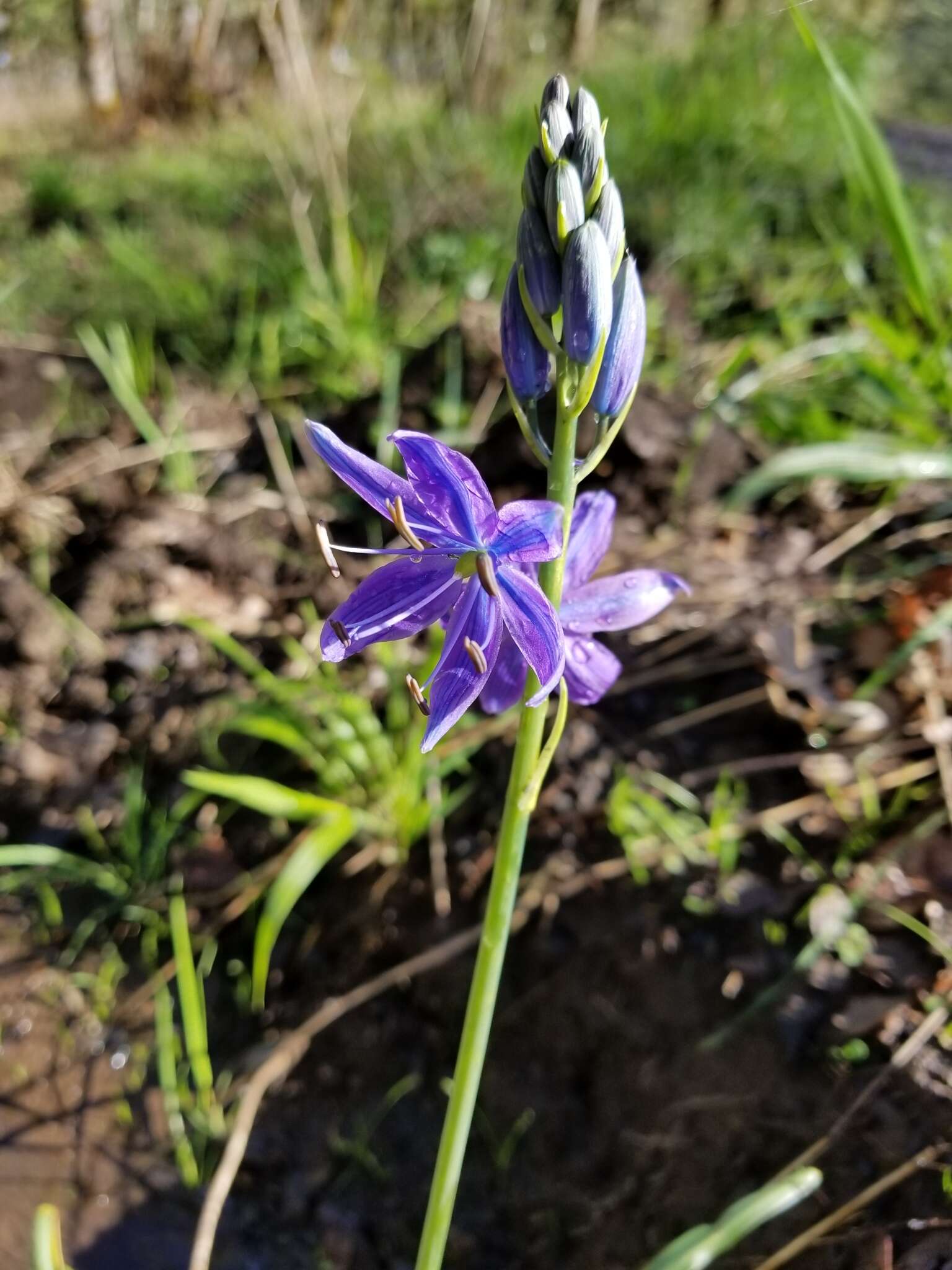 Image de Camassia leichtlinii subsp. suksdorfii (Greenm.) Gould