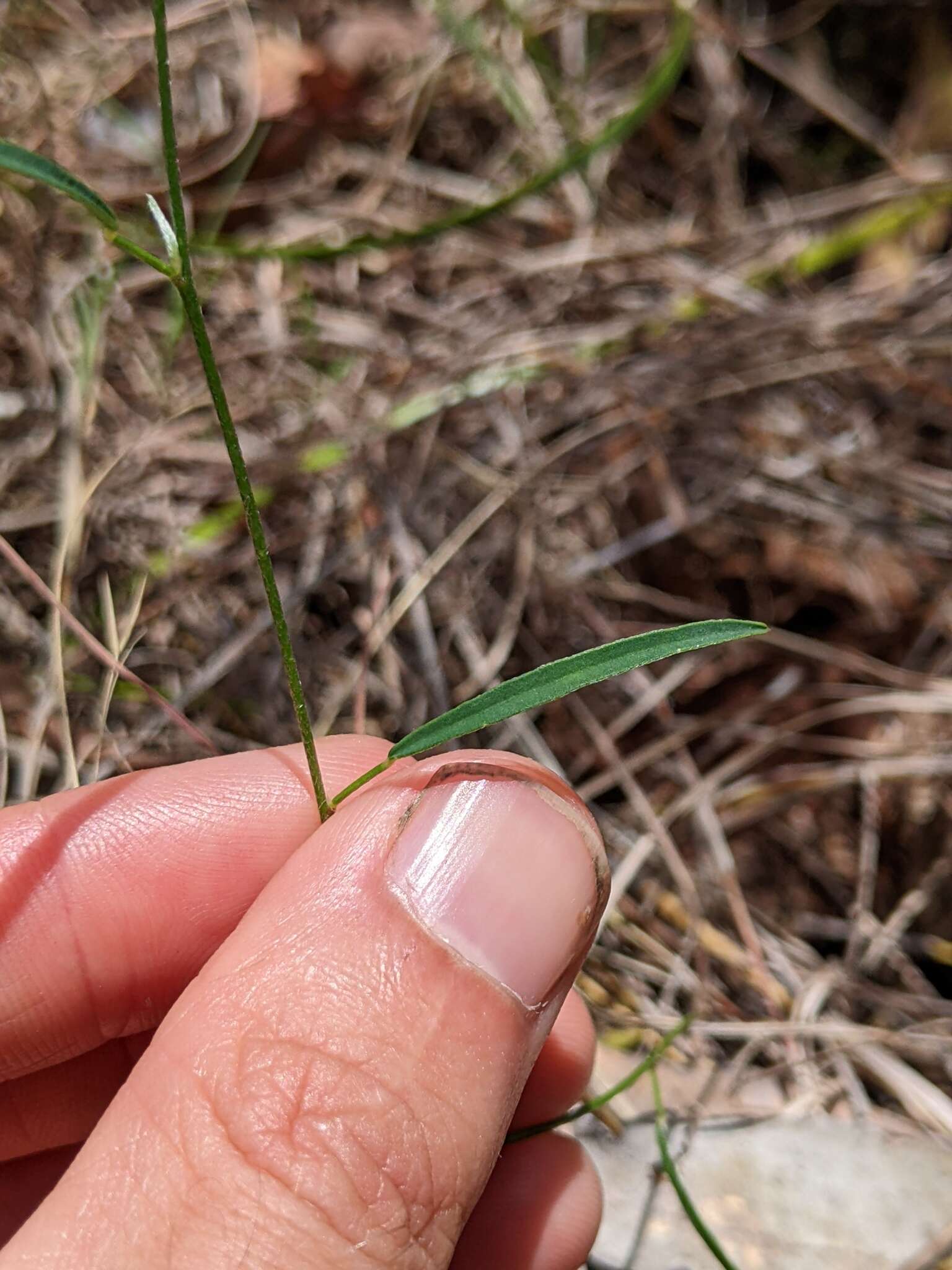 Слика од Isotropis filicaulis Benth.