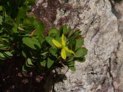 Imagem de Hypericum hypericoides subsp. multicaule (Michaux ex Willd.) N. K. B. Robson