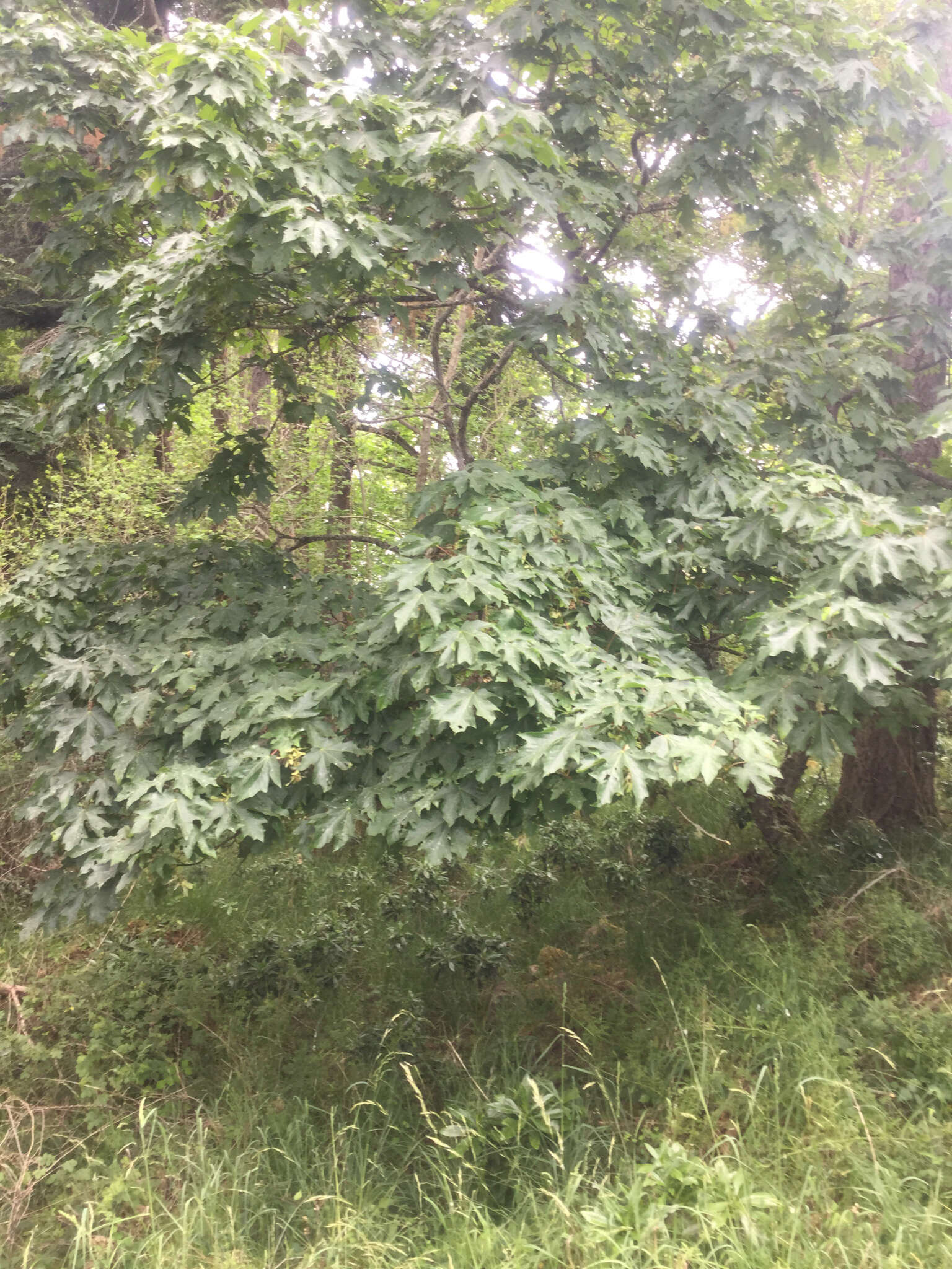 Image of bigleaf maple