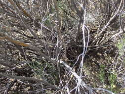 Psoralea velutina resmi