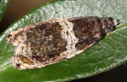 Olethreutes fasciatana Clemens 1860 resmi