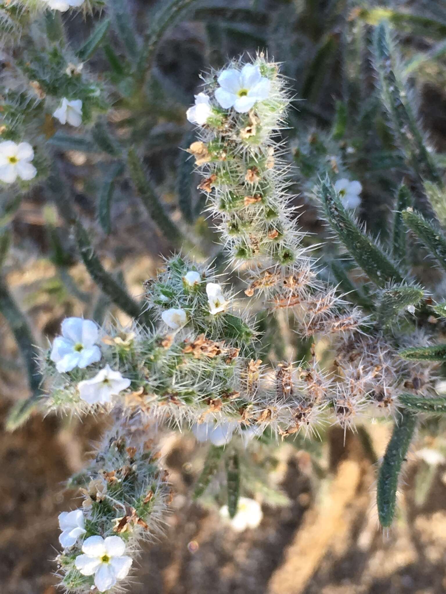 Imagem de Johnstonella angustifolia (Torr.) Hasenstab & M. G. Simpson