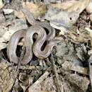 Image of Blakeway's Mountain Snake