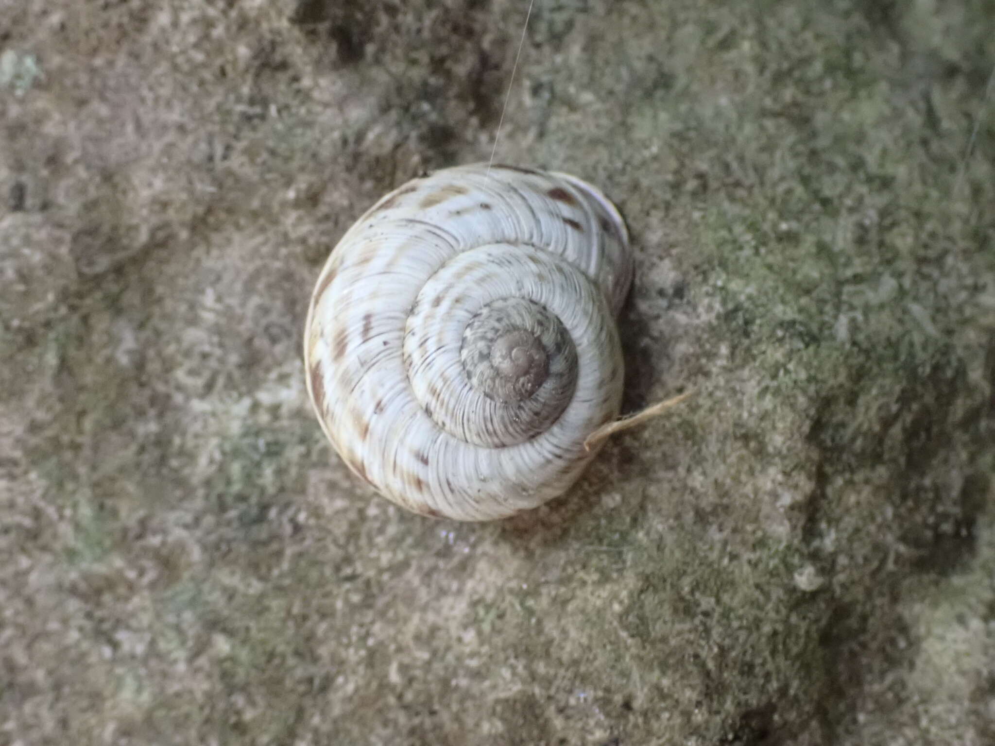 Image of Macularia niciensis (A. Férussac 1821)