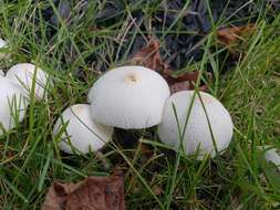 Image of Leucocoprinus cepistipes (Sowerby) Pat. 1889