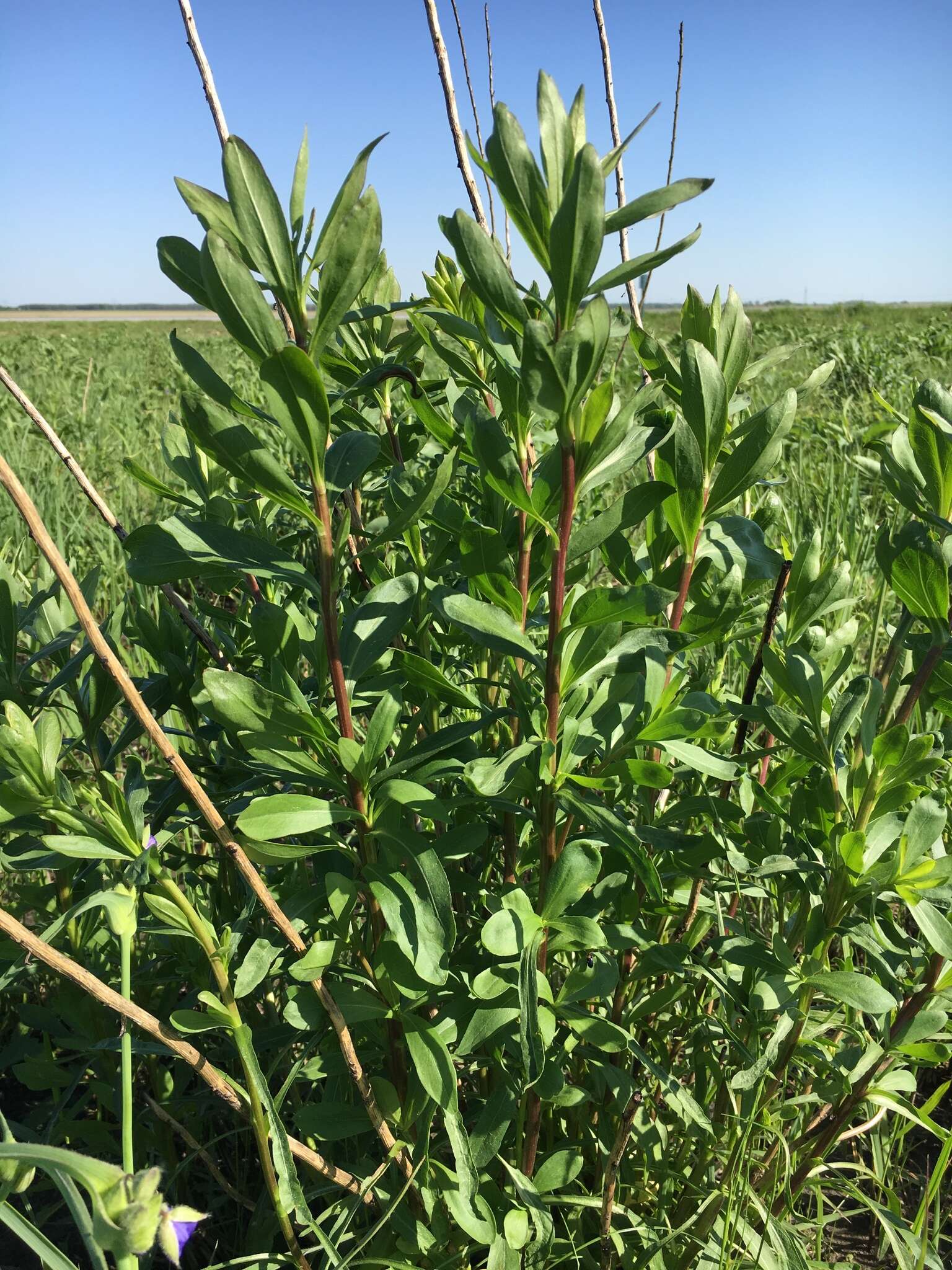 Image of showy goldenrod