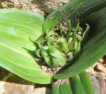 صورة Androcymbium cuspidatum Baker