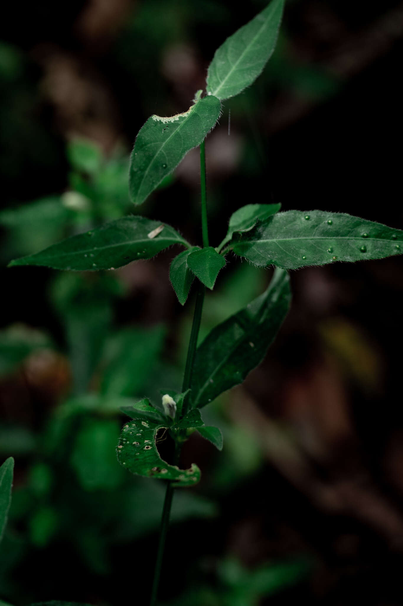 Sivun Ruellia repens L. kuva