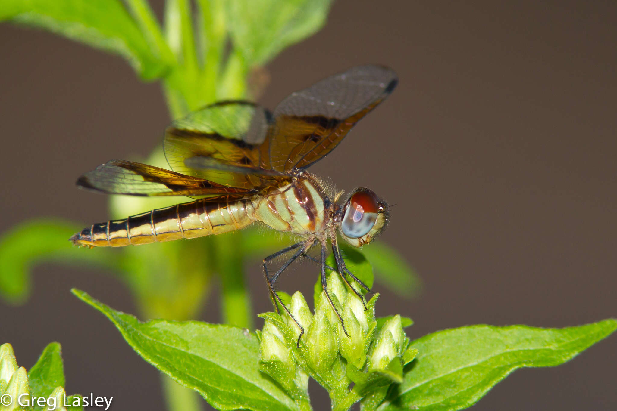 Image of Slough Amberwing