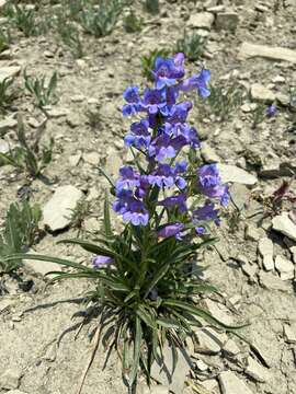 Plancia ëd Penstemon caryi Pennell