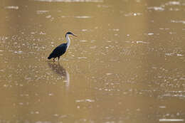 Imagem de Egretta picata (Gould 1845)