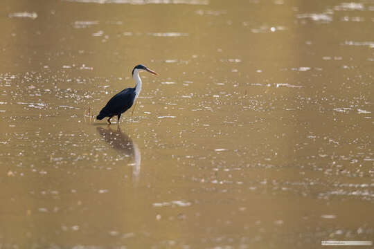 Imagem de Egretta picata (Gould 1845)