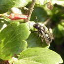 Image of Andrena caliginosa Viereck 1917